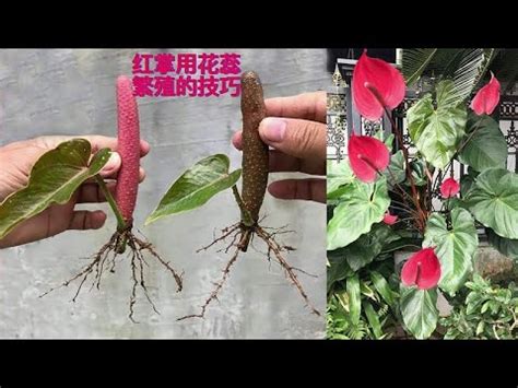 紅掌種植方法|紅掌